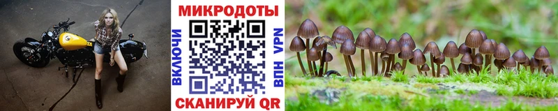 Псилоцибиновые грибы Psilocybine cubensis  мориарти какой сайт  Могоча  купить  цена 